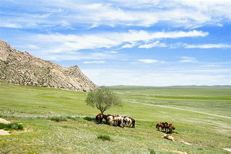 Het Heiligste Lam van Bayannur: Een Mystieke Reis Door de Mongoolse Steppe!